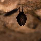 Il corridoio si chiude infine con un�ultima �stanzetta�, l� dove sul soffitto riposa un pipistrello, piccolo abitante di questa millenaria e ammaliante dimora
